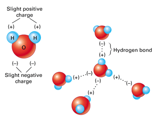 water cohesion diagram